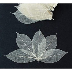 Natural Real Dried Leaves for Art Craft-Pack of 50